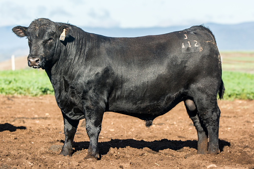 Powerful black Angus bull standing in a pasture