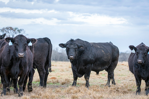 Large Angus bull with muscular hindquarter